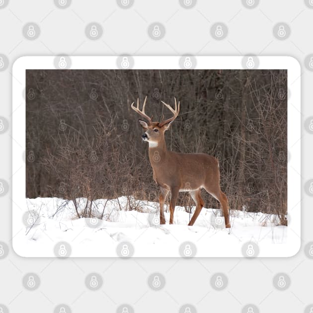 Bambi - White-tailed Buck Sticker by Jim Cumming